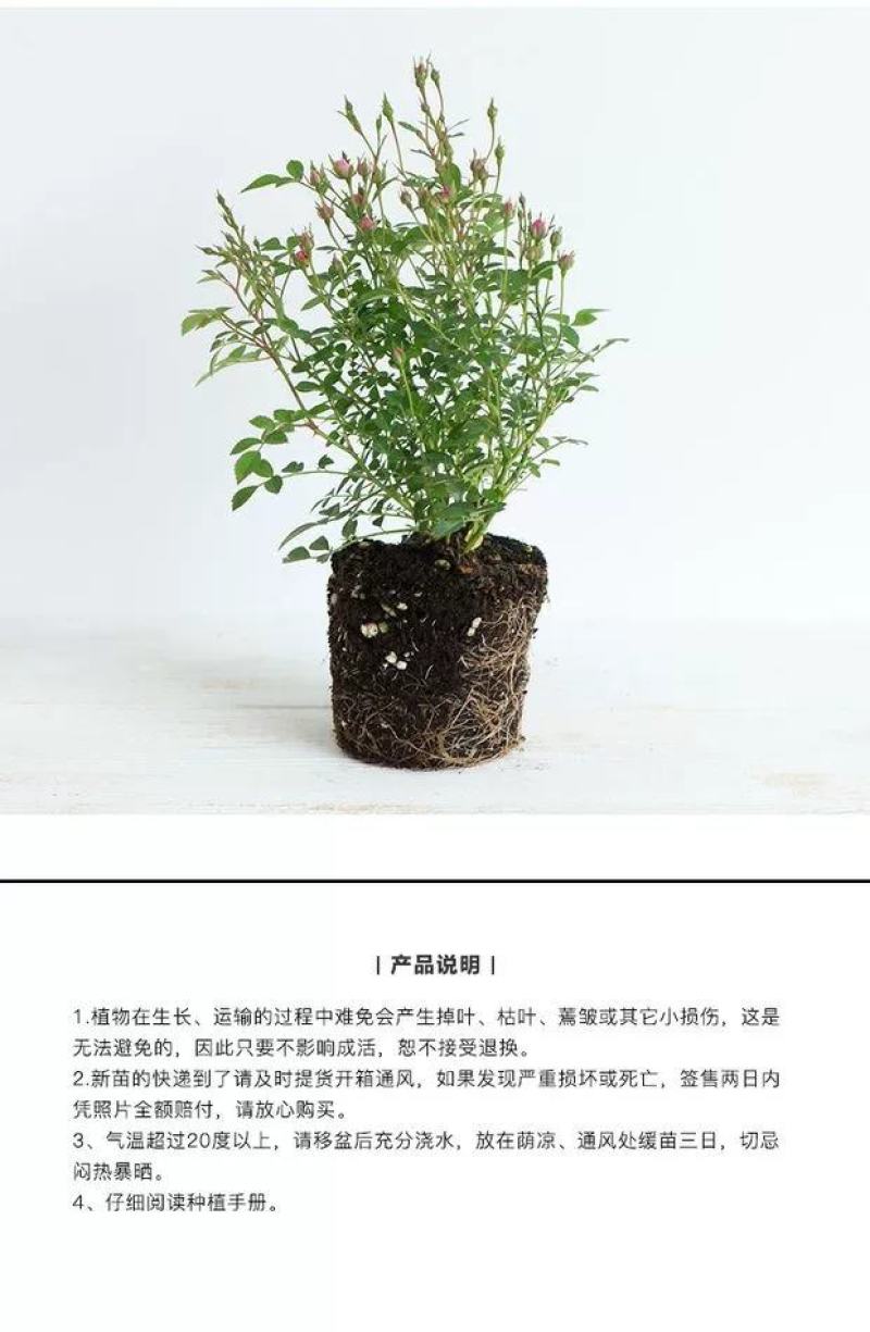 灌木欧月日本超微新品种日本月季多季节重复开花办公室花园
