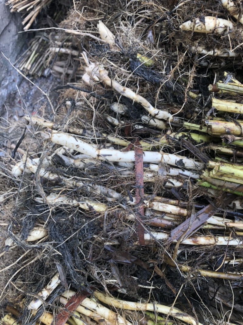 芦苇苗黄菖蒲工程绿化专用苗。
