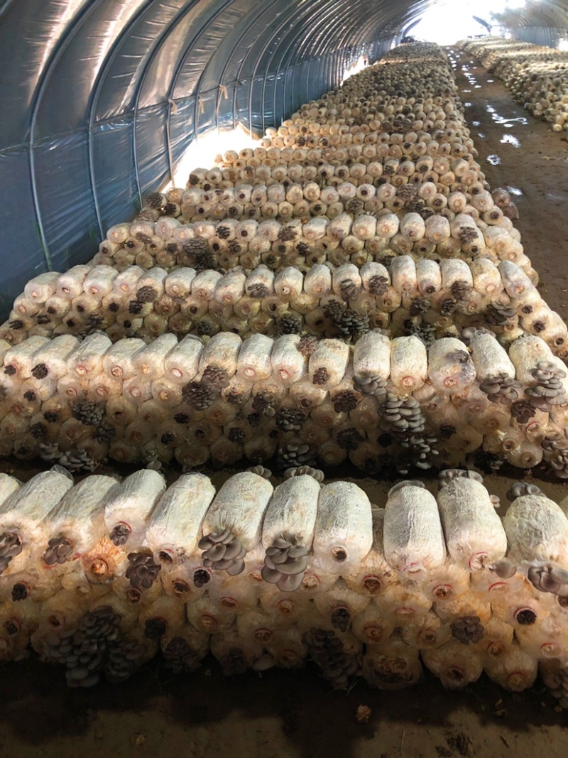 走量优惠啦！现货中低温平菇菌棒平菇菌包大比例豆饼原料