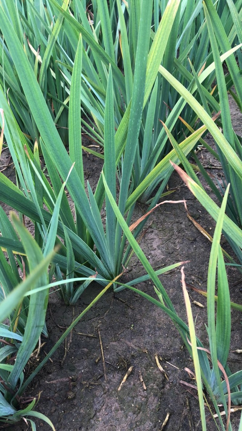 芦苇苗黄菖蒲工程绿化专用苗。
