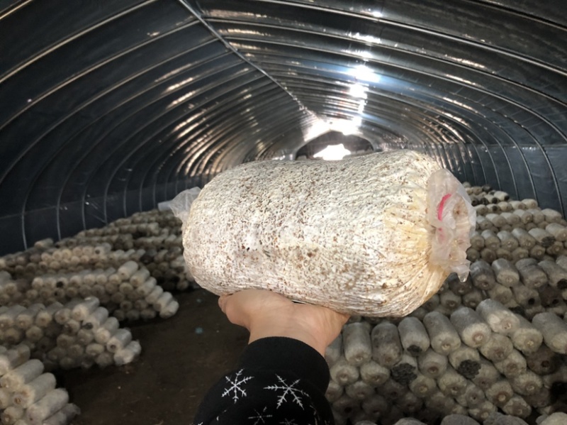 走量优惠啦！现货中低温平菇菌棒平菇菌包大比例豆饼原料