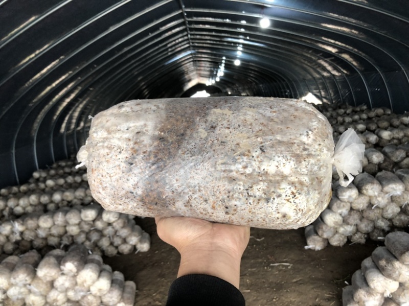走量优惠啦！现货中低温平菇菌棒平菇菌包大比例豆饼原料