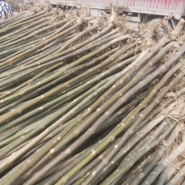 泡桐23456公分规格齐全价格低大型种植基地送货上门