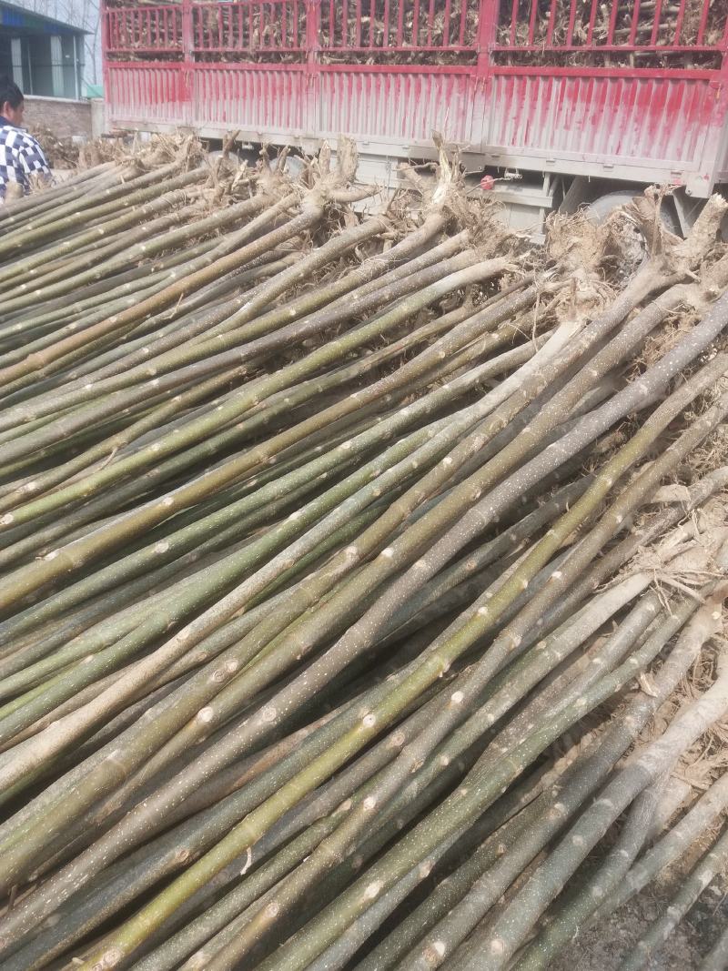 泡桐23456公分规格齐全价格低大型种植基地送货上门