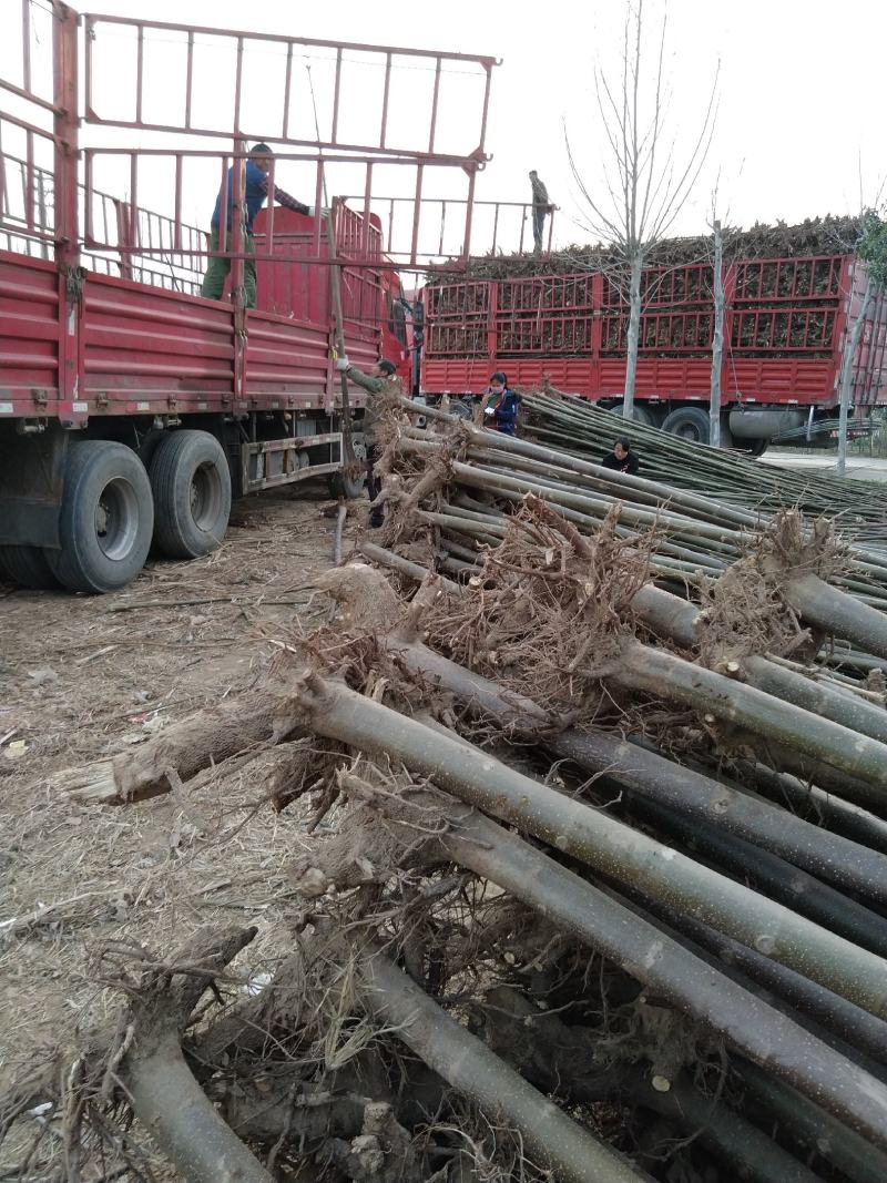 泡桐23456公分规格齐全价格低大型种植基地送货上门