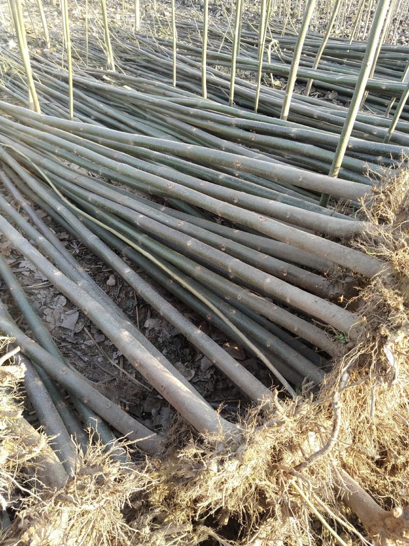 泡桐23456公分规格齐全价格低大型种植基地送货上门