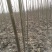 泡桐23456公分规格齐全价格低大型种植基地送货上门