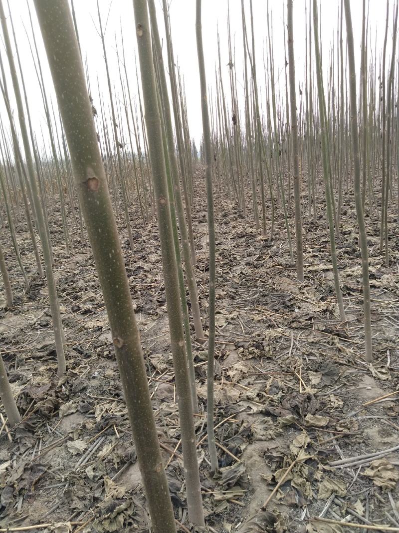 泡桐23456公分规格齐全价格低大型种植基地送货上门