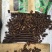 腊肠果便秘果产地批发袋装散装整根价格优势