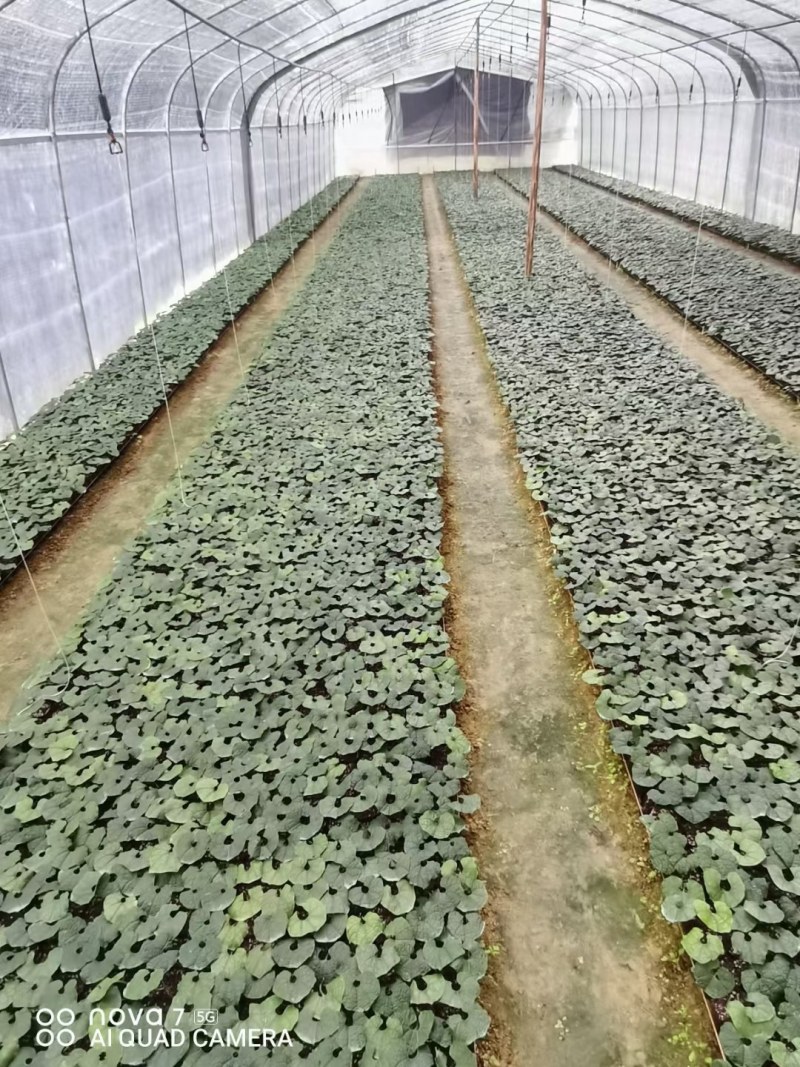 罗汉果种薯种子盆栽植物观赏花二年生
