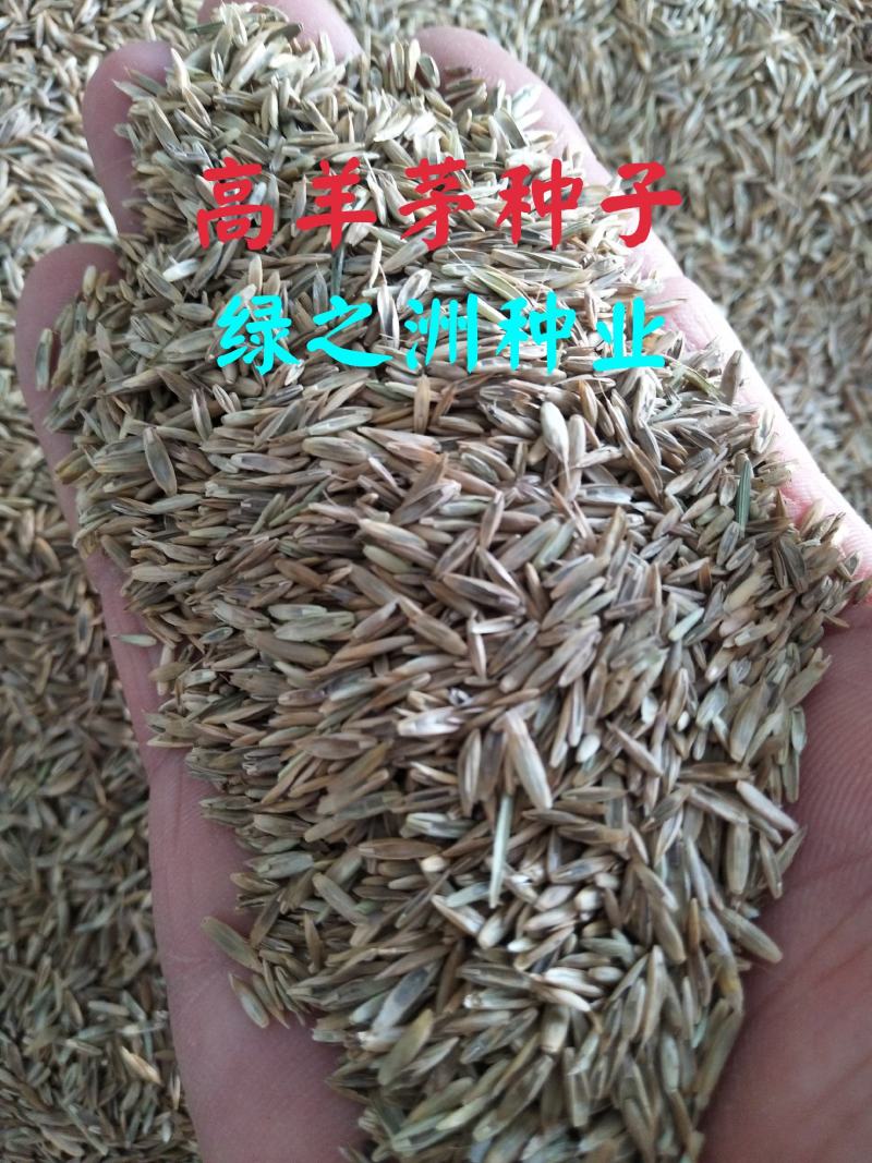 抗寒抗旱四季青多年生草坪种子草皮价格公布