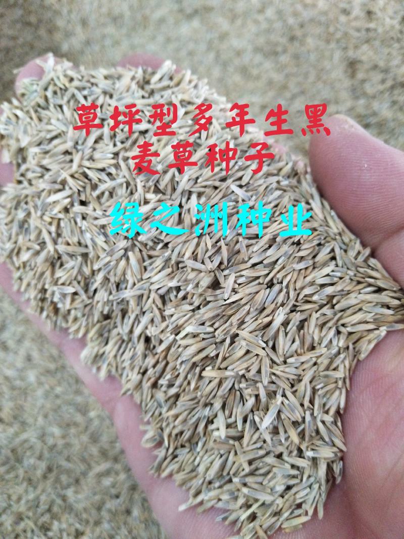 抗寒抗旱四季青多年生草坪种子草皮价格公布