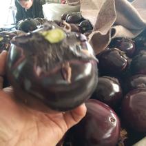 山东省冠县振虎市场紫光圆茄。