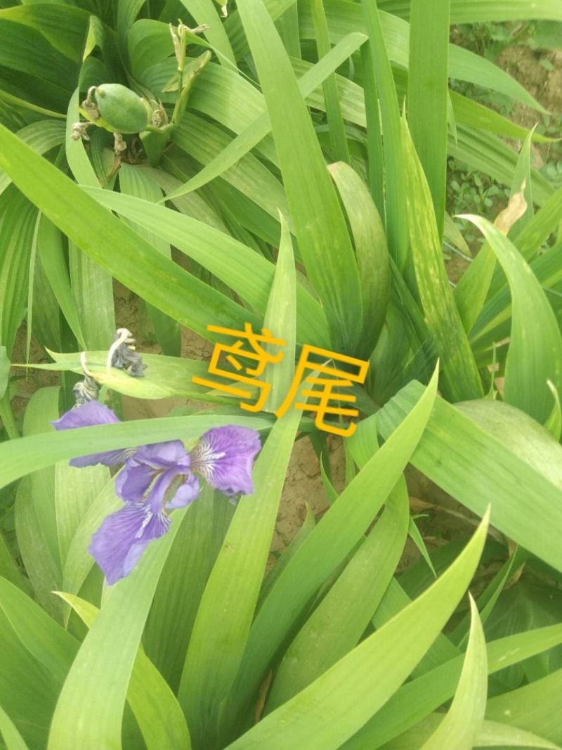 麦冬草，绿化苗木地草坪，货源充足，欢迎实地考察选购