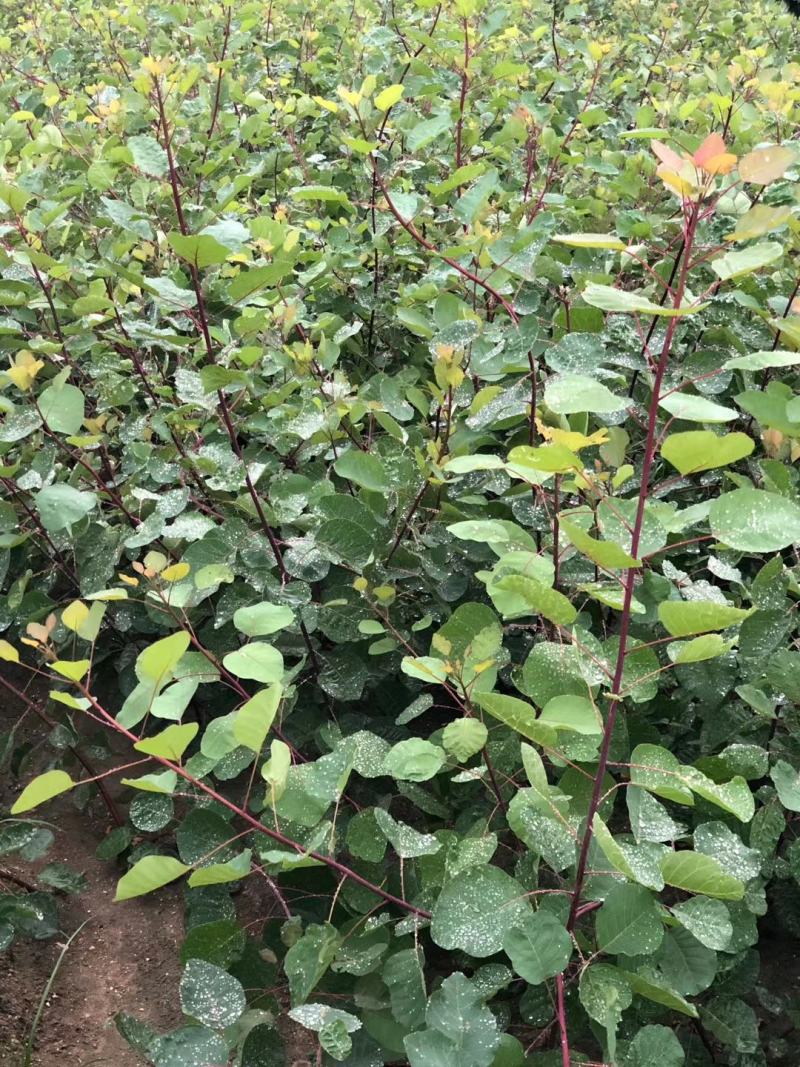麦冬草，绿化苗木地草坪，货源充足，欢迎实地考察选购