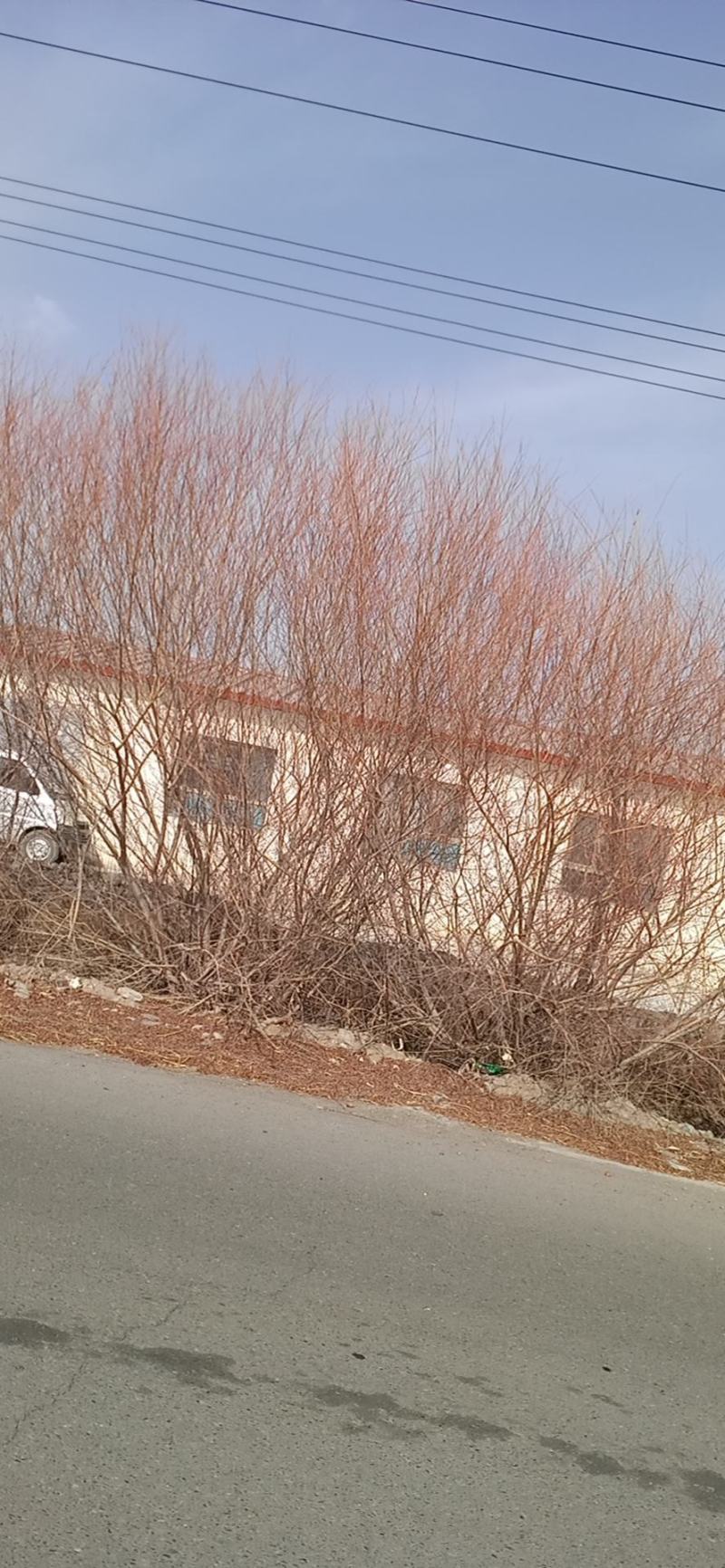 毛柳(沙柳)苗各种规格都有