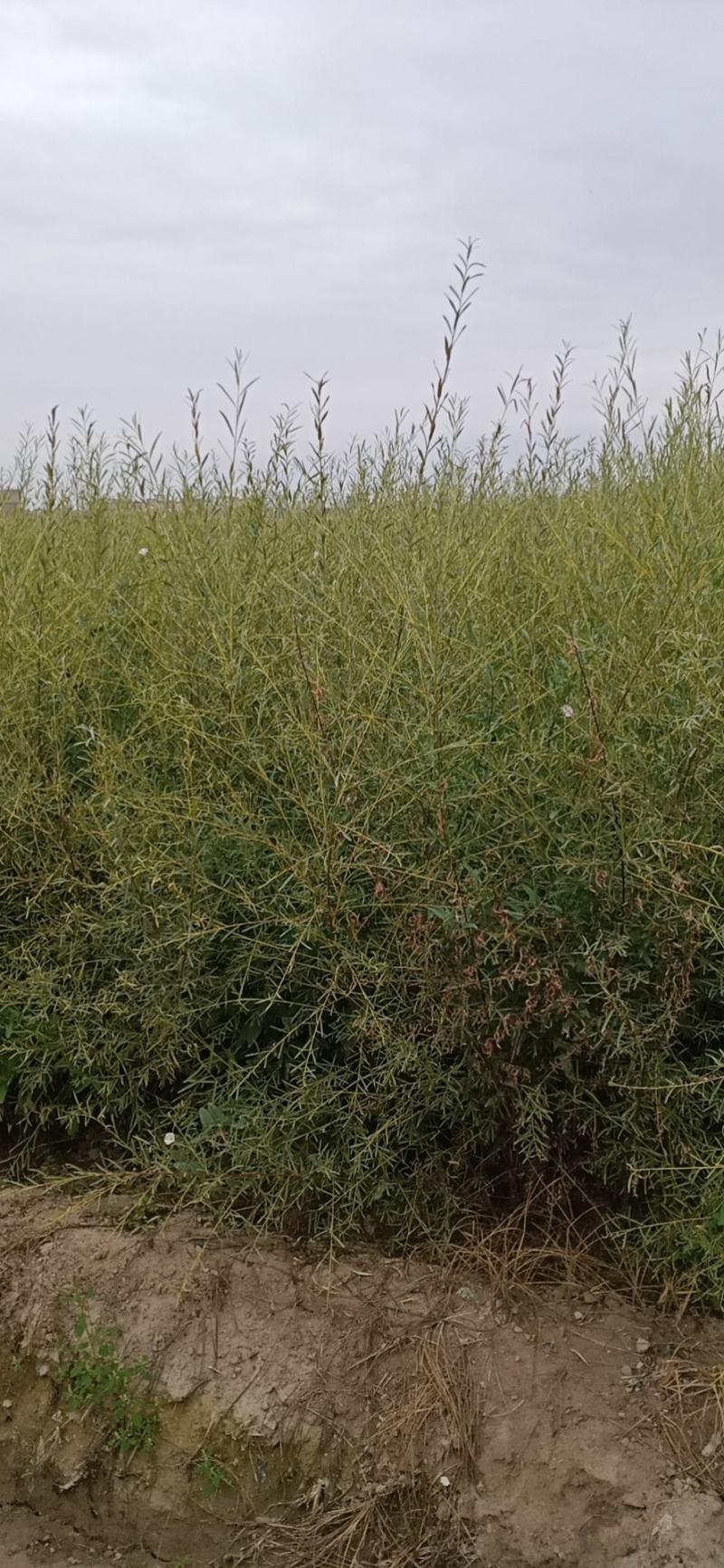 毛柳(沙柳)苗各种规格都有
