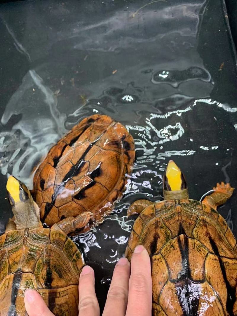 大黄头繁殖留种龟，2两到3斤