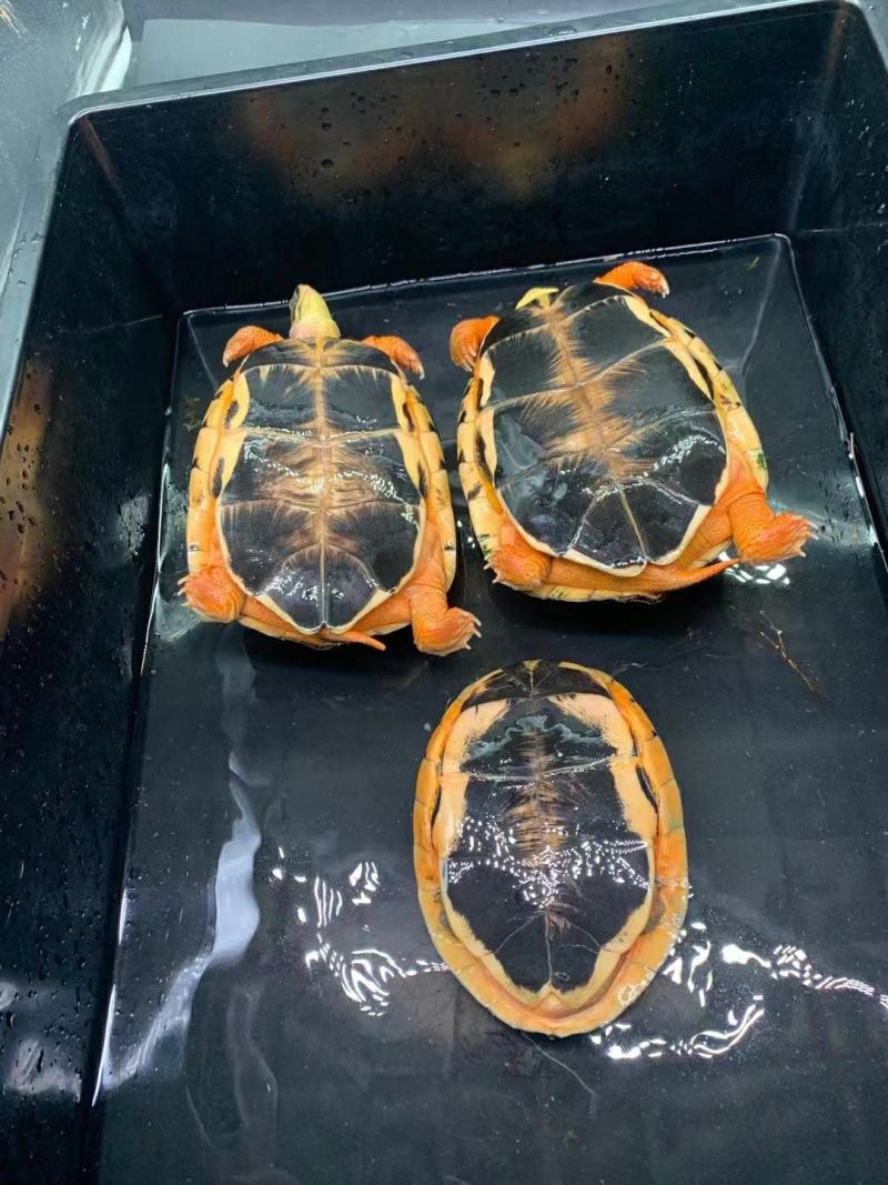 大黄头繁殖留种龟，2两到3斤