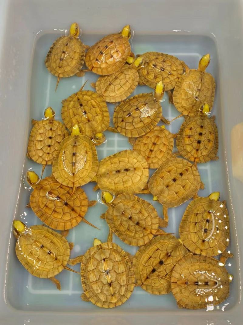 大黄头繁殖留种龟，2两到3斤