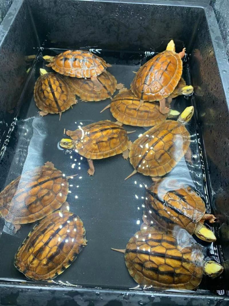 大黄头繁殖留种龟，2两到3斤