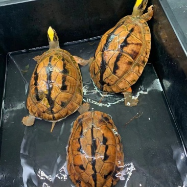 大黄头繁殖留种龟，2两到3斤
