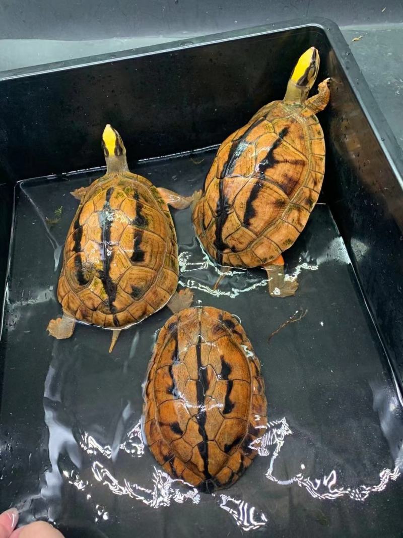 大黄头繁殖留种龟，2两到3斤