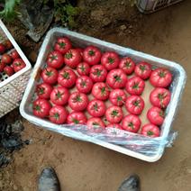 专业种植水果西红柿