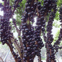 嘉宝果又称树葡萄常年供应