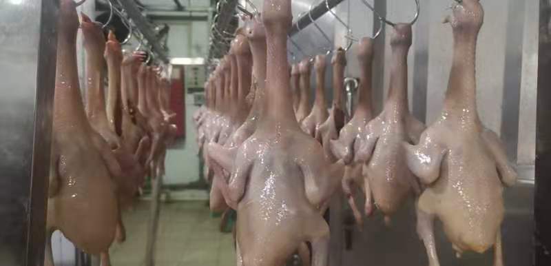 鸽（红烧乳鸽）250g一个