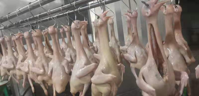 鸽（红烧乳鸽）250g一个