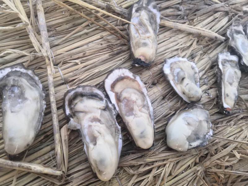 净化无沙保肥牡蛎精捡单体诚信为本找合作伙伴