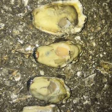 净化无沙保肥牡蛎精捡单体诚信为本找合作伙伴