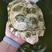 变异白化巴西稳产种龟，可按公母比例出，养殖靓龟不容错过