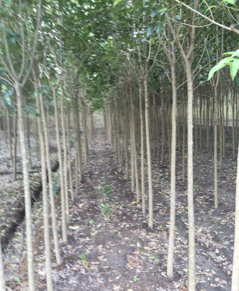 出售精品大叶女贞2-4cm需要的可以联系我