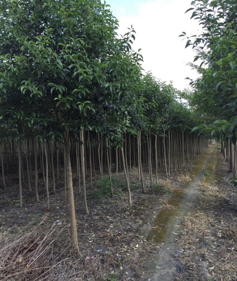 出售精品大叶女贞2-4cm需要的可以联系我