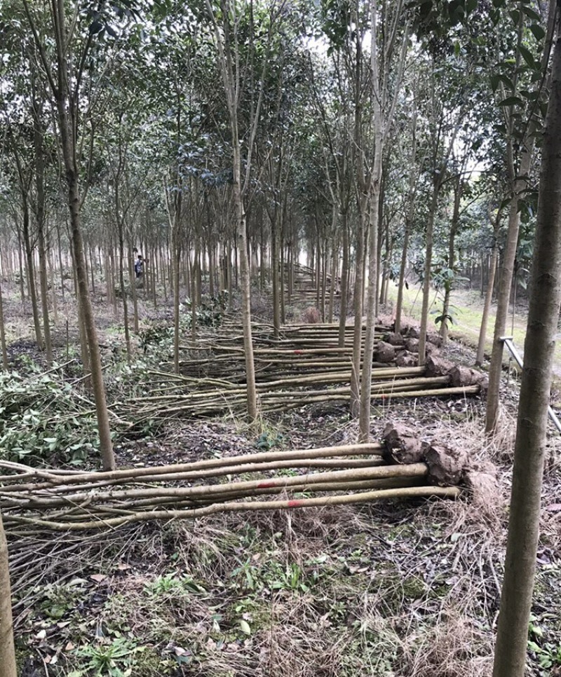 出售精品大叶女贞2-4cm需要的可以联系我