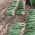 菖蒲、黄菖蒲、水葱、等河道工程绿化苗。