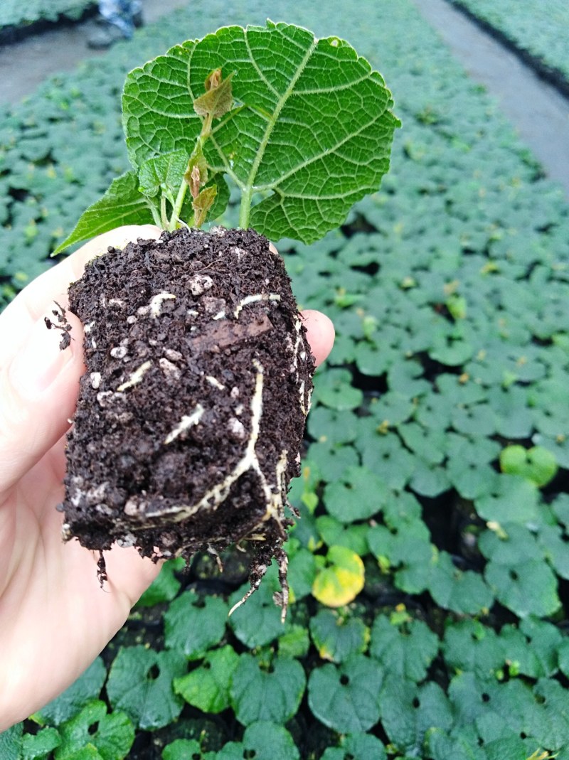 青皮罗汉果苗红毛果苗盆栽