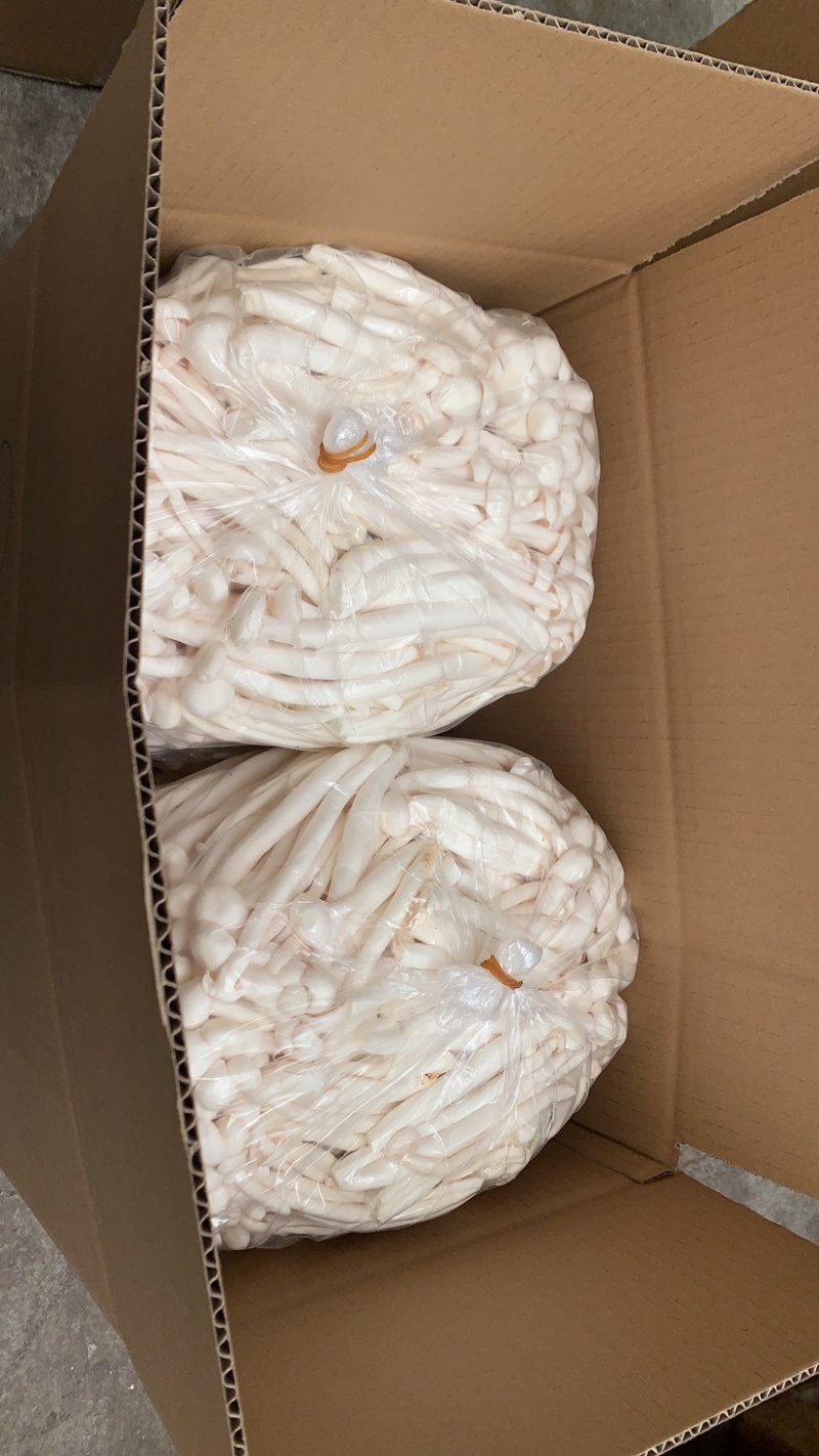 箱装4斤A白玉菇，河北省龙头企业出品
