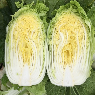 横县黄心大白菜🥬，量大优惠，量大优惠，量大优惠！