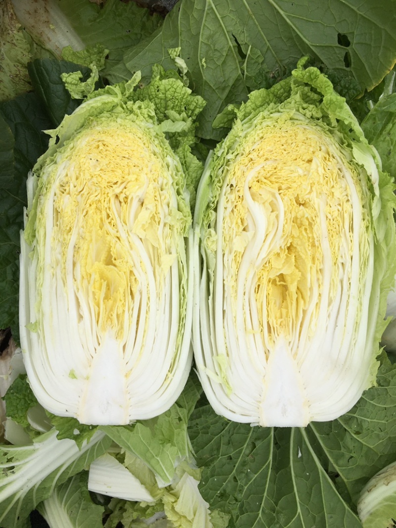 横县黄心大白菜🥬，量大优惠，量大优惠，量大优惠！
