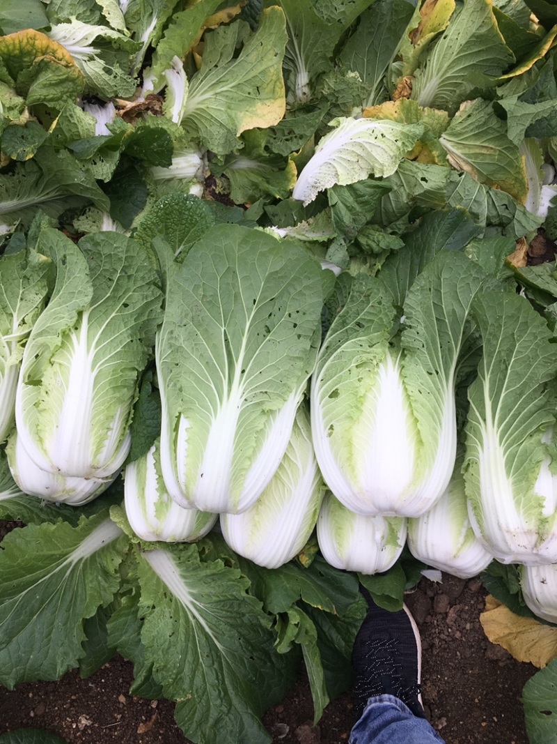 横县黄心大白菜🥬，量大优惠，量大优惠，量大优惠！