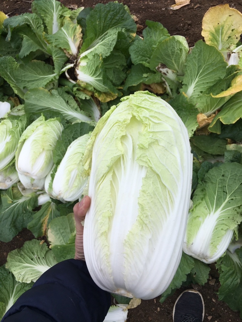 横县黄心大白菜🥬，量大优惠，量大优惠，量大优惠！