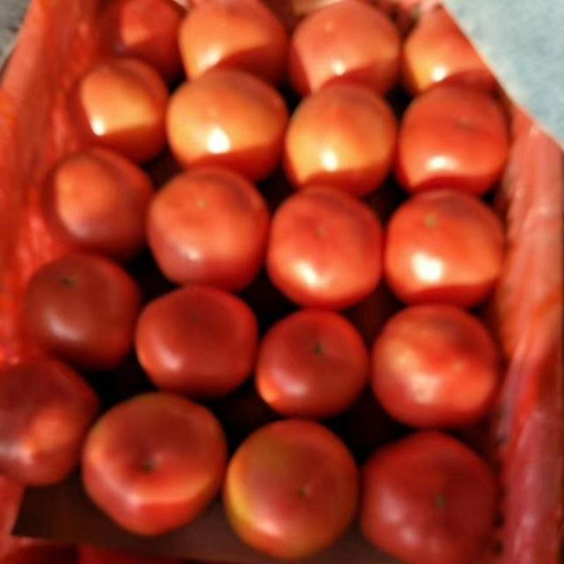 春季硬粉西红柿上市欢迎来订货春季硪粉量大暖棚一万亩