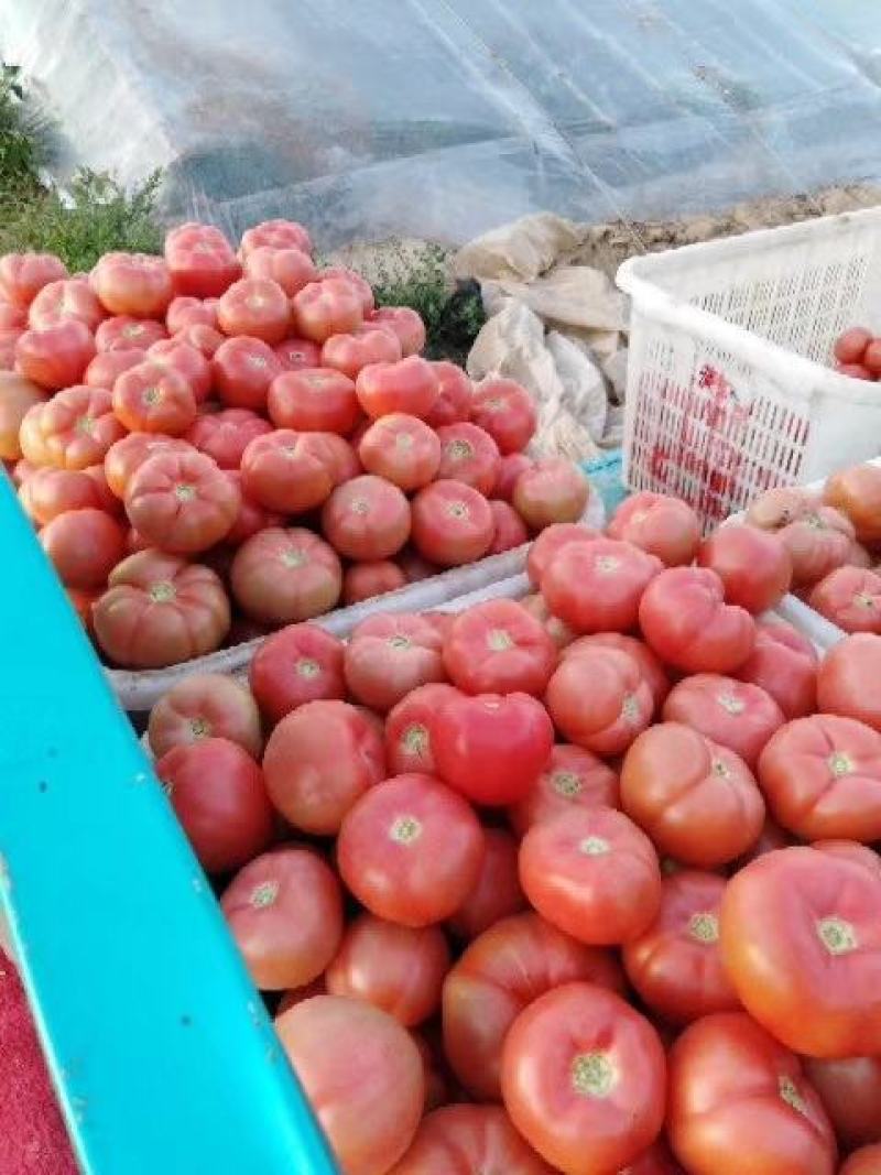 春季硬粉西红柿上市欢迎来订货春季硪粉量大暖棚一万亩