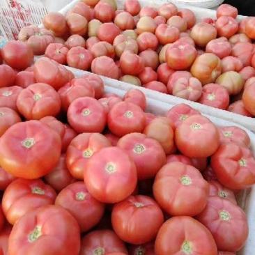 春季硬粉西红柿上市欢迎来订货春季硪粉量大暖棚一万亩