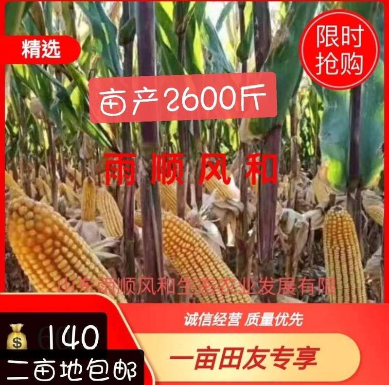 九号双棒马牙春播2600+夏播2000+高产玉米种子高产