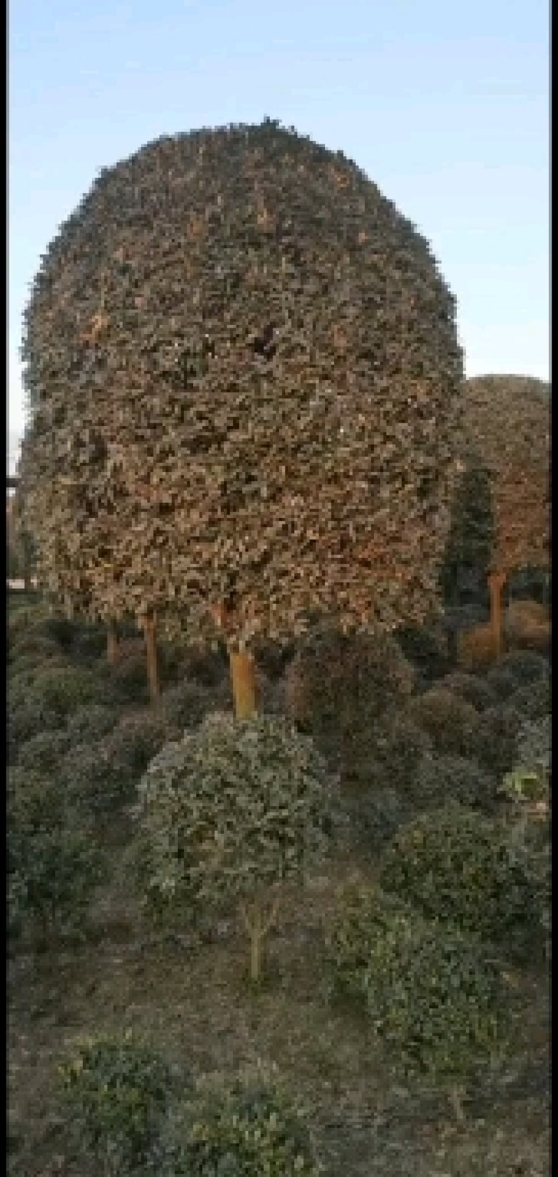 高杆桂花大量供应，产地安徽肥西，500亩基地，规格齐全