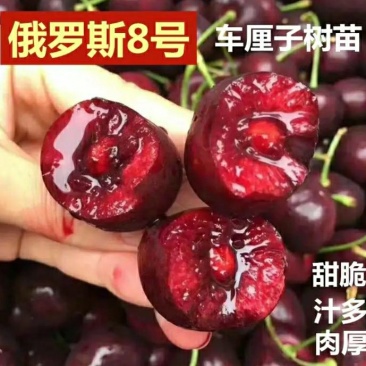 【有好货】俄罗斯8号大樱桃苗包成活，品种纯正，基地直销